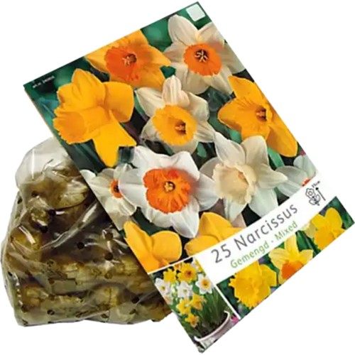 Narzissen Großblütrige Mischung - Narcissus