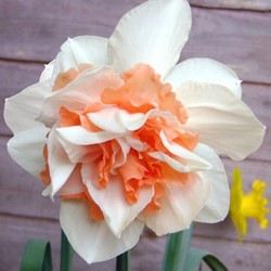 Narzissen Replete (Großpackung) - Narcissus