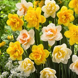 Narzissen Gefüllt Mischung - Narcissus