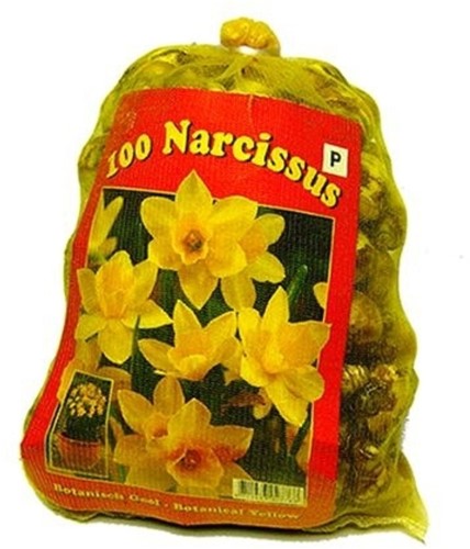 Narzissen Phantasie Mischung XL-Packung - Narcissus