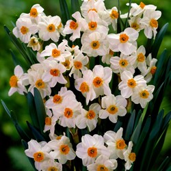 Narzisse Geranium - Narcissus