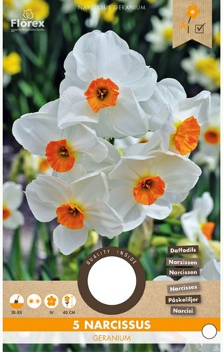 Narzisse Geranium - Narcissus
