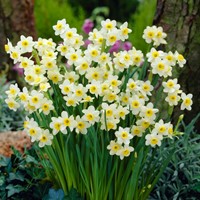 Narzisse Minnow - Narcissus
