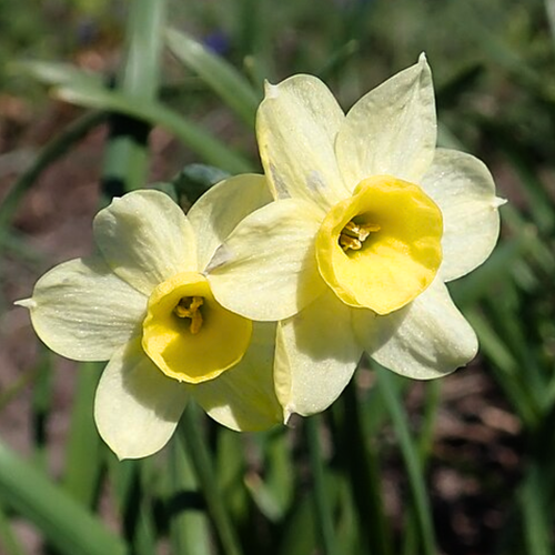 Narzisse Minnow - Narcissus