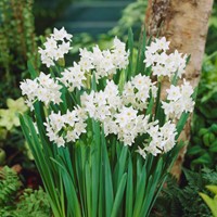 Narzissen Paperwhite (Großpackung) - Narcissus