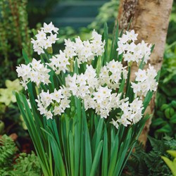 Narcis Paperwhite (Grootverpakking) - Narcissus