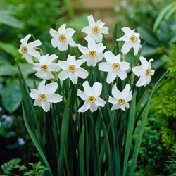 Narcis Recurvus - Narcissus