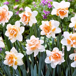 Narcissen Replete (Grootverpakking) - Narcissus