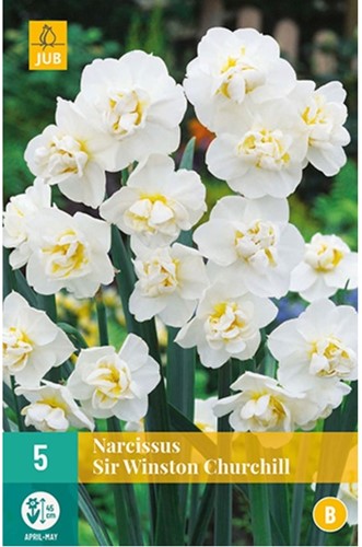 Narzisse Sir Winston Churchill - Narcissus
