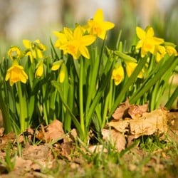 Blumenzwiebeln kaufen? Online Top Qualität pflanzen und Gartenartikelen