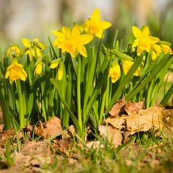 Narcis Tete a Tete - Narcissus