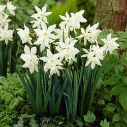 Narcissus Thalia – Narcissen BIO