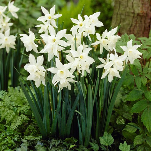 Narcissus Thalia – Narcissen BIO