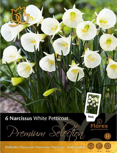 Narzisse White Petticoat - Narcissus