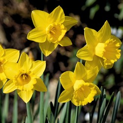 Großblumige gelbe Narzissen - Narcissus