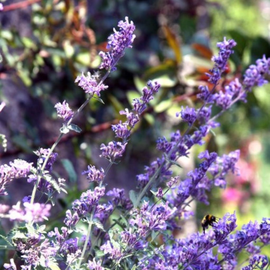 Katzenminze Nepeta Faassenii Im Topf - Bienenfreundliche Staude Für Garten & Balkon (winterhart)