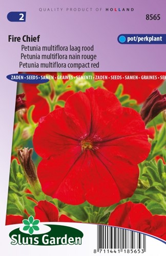Petunia Multiflora Fire Chief Rot Petunie