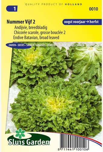Endivien Mikado RZ Nummer Fünf 2