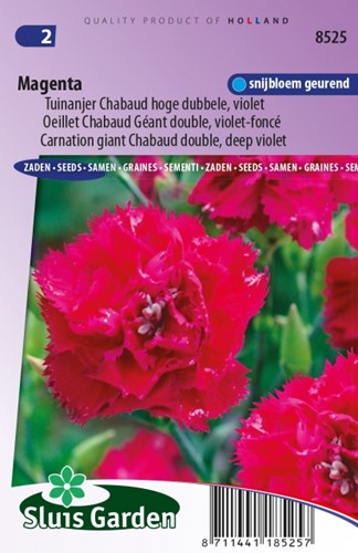 Nelke Magenta Dianthus Chabaud