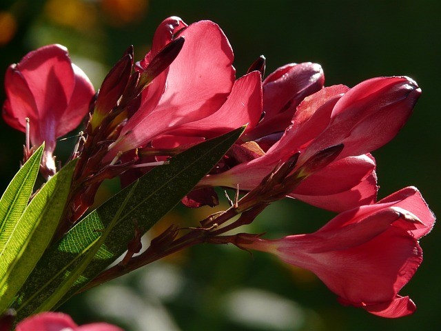 Oleander schneiden