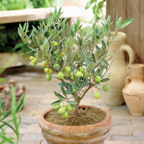Olijfboom - Olea europaea