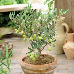 Olea europaea - Olijfboom (Tweepack)