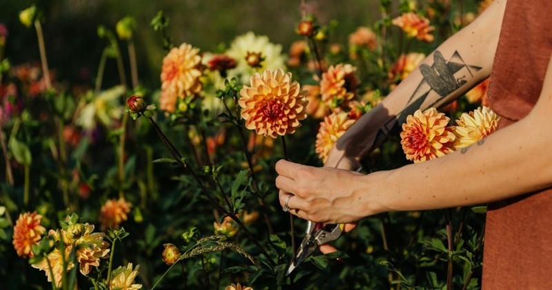Unsere Top 10 Sommerblumenzwiebeln – pflanzen, kombinieren und Tipps nach der Blüte