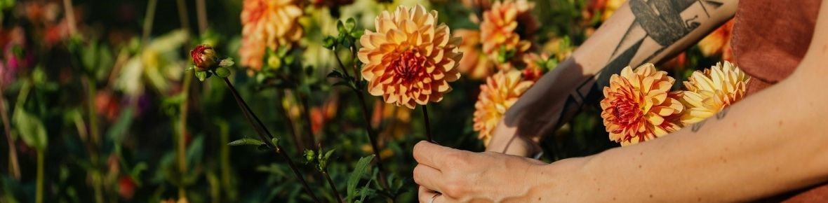 Unsere Top 10 Sommerblumenzwiebeln – pflanzen, kombinieren und Tipps nach der Blüte