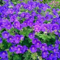 Storchschnabel Johnson's Blue - Geranium
