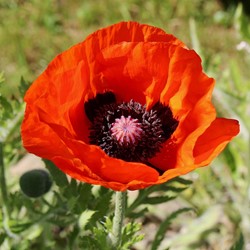 Orientalischer Mohn - Papaver rhoeas