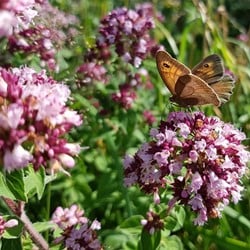 Origanum Herrenhausen - Blumen-Dost (Sechserpack)