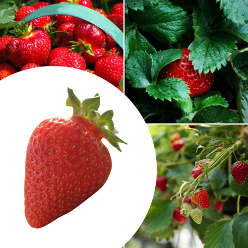 5x Erdbeerpflanzen Ostara (gartenfertig) - Fragaria