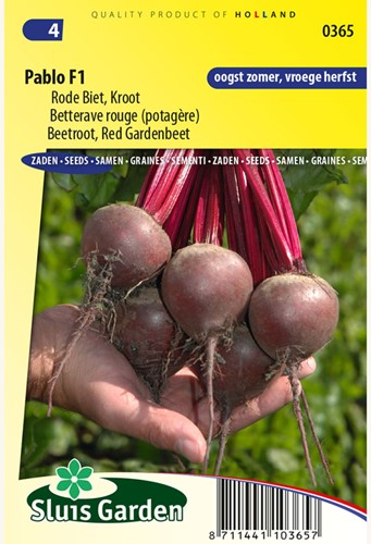 Rote Bete Pablo F1 – Beta vulgaris