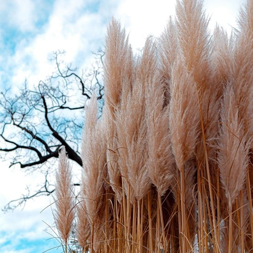 Pampasgras Rosa - Cortaderia selloana