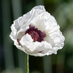 Papaver orientale Perry's White Garten-Mohn