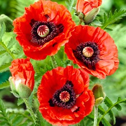 Papaver orientale Rembrandt Garten-Mohn (Sechserpack)