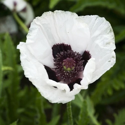 Papaver orientale Royal Wedding – Garten-Mohn
