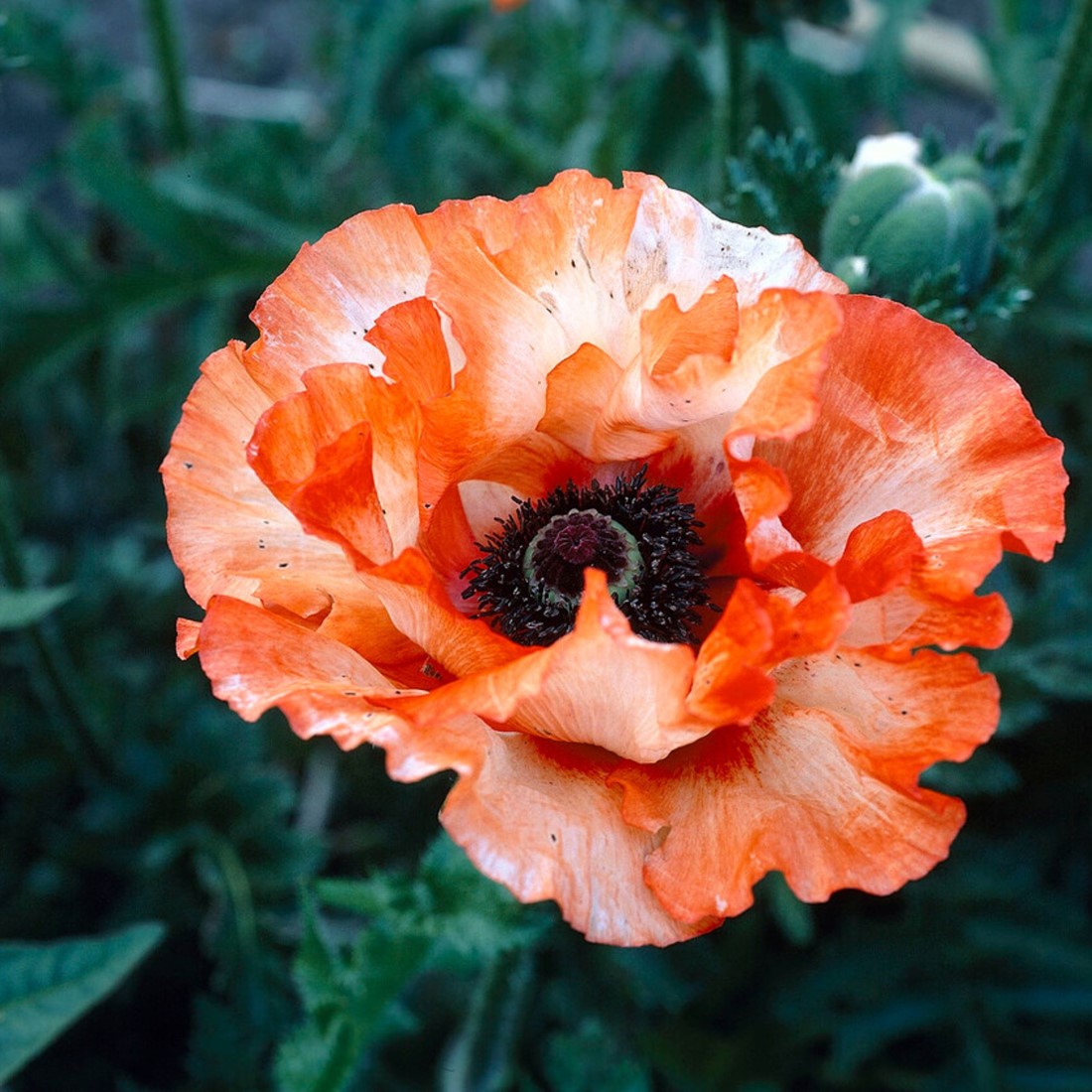 Mohnblume Picotee kaufen? Einfach online bestellen  Gartencenter Koeman