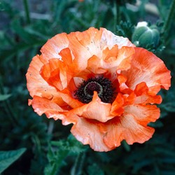 Mohnblume Picotee - Papaver orientale