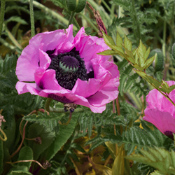 Mohn Pflanzen kaufen? Online Top Qualität pflanzen und Gartenartikelen