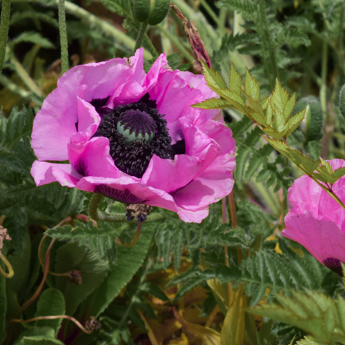 Mohnblume Patty Plum