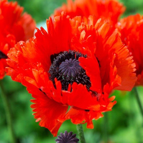 Papaver Türkenlouis - Garten-Mohn
