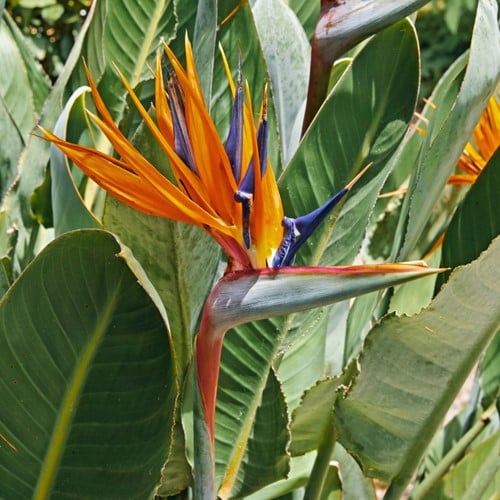 Paradiesvogelblume - Strelitzia reginae