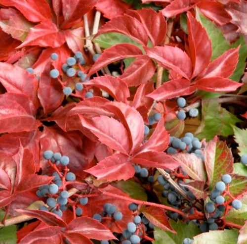 Parthenocissus Quinquefolia Engelmannii - Wilder Wein (Dreierpack)