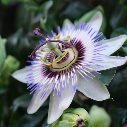 Passionsblume Passion Blue - Passiflora