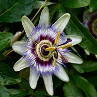 Passiflora Caerulea - Passionsblumen