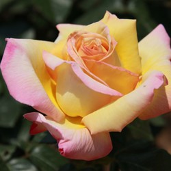 Roos Peace - Rosa Geurend