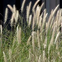 Lampenputzergras Hameln - Pennisetum Alopecuroides