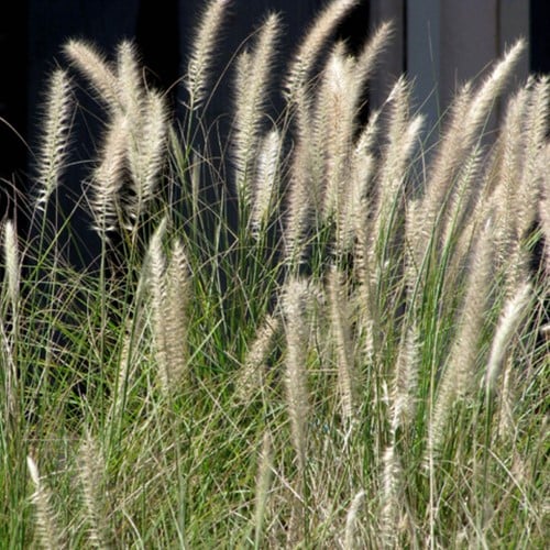 Pennisetum Hameln - Lampenputzergras (Sechserpack)