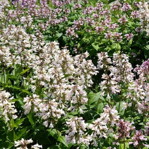 Penstemon digitalis Husker Red - Bartfaden